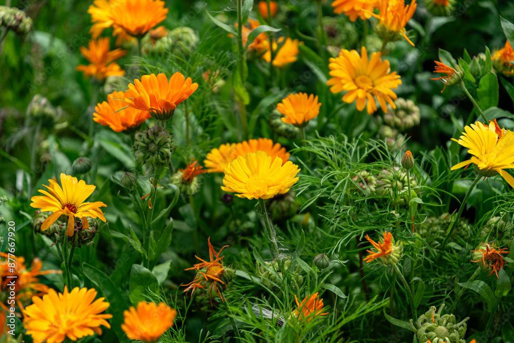 Beautiful blooming healing yellow and orange calendula plant Beautiful blooming healing yellow and orange calendula plant