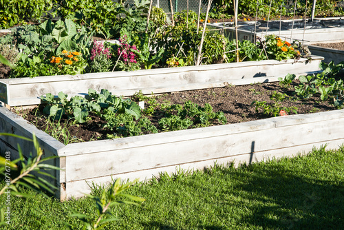Community garden plots with vegetable varieties and marigold flowers