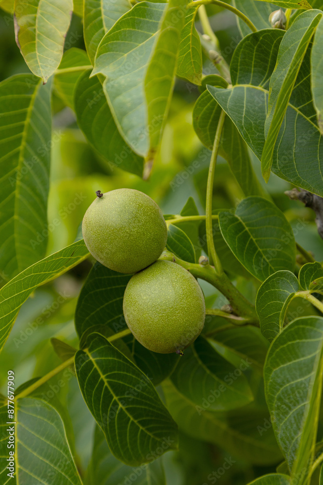 Close-up of green walnuts growing on a walnut tree branch, surrounded by lush foliage. This image captures the unripe nuts in a vibrant orchard setting, showcasing the beauty of nature and organic Close-up of green walnuts growing on a walnut tree branch, surrounded by lush foliage. This image captures the unripe nuts in a vibrant orchard setting, showcasing the beauty of nature and organic