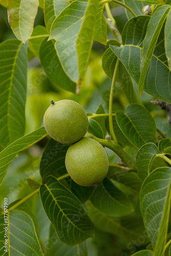 Wallpaper Mural Close-up of green walnuts growing on a walnut tree branch, surrounded by lush foliage. This image captures the unripe nuts in a vibrant orchard setting, showcasing the beauty of nature and organic Torontodigital.ca