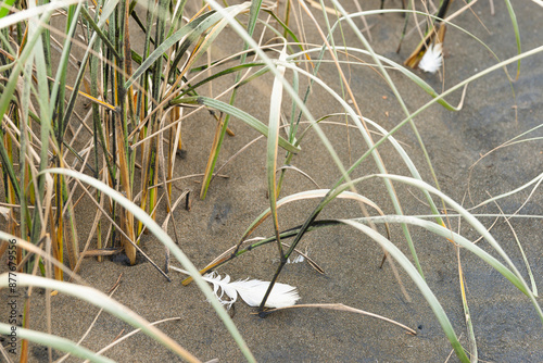 Beach grass and dune restoration photo