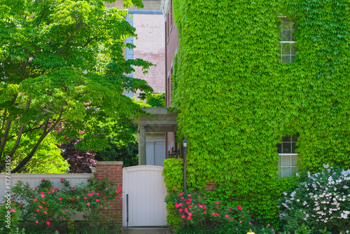 old country house with ivy exterior facade view, tranquil setting