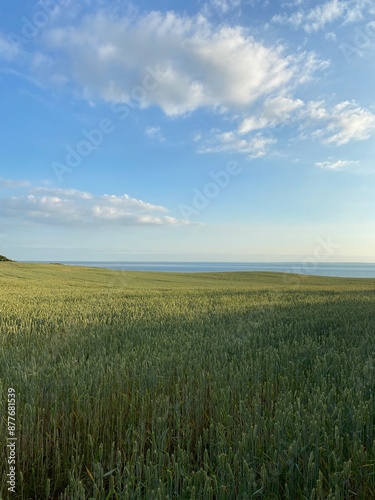 Field