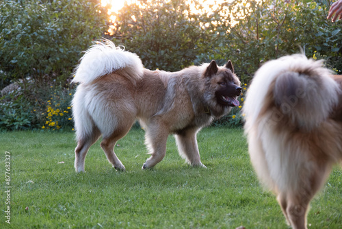 Zwei Eurasier spielen im Garten und einer macht eine Spielaufforderung photo