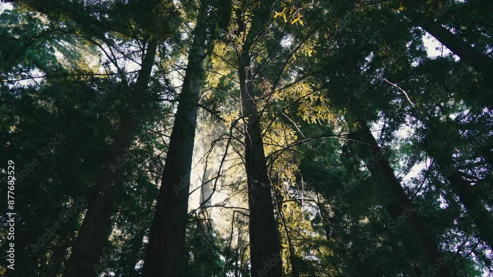 Water dripping from redwood trees in morning light Water dripping from redwood trees in morning light
