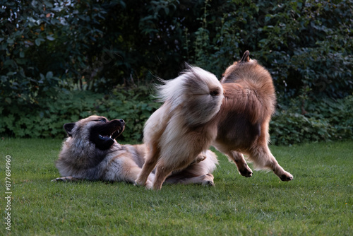 Zwei Eurasier spielen gemeinsam im Garten, einer liegt auf dem Boden, einer springt zur Seite weg photo