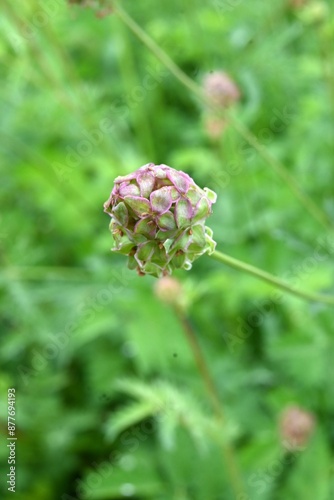 Salad burnet (Sanguisorba minor) flowers. Rosaceae perennial herb. Known as the 