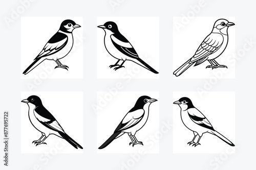 Solid color Eastern Kingbird animal vector design