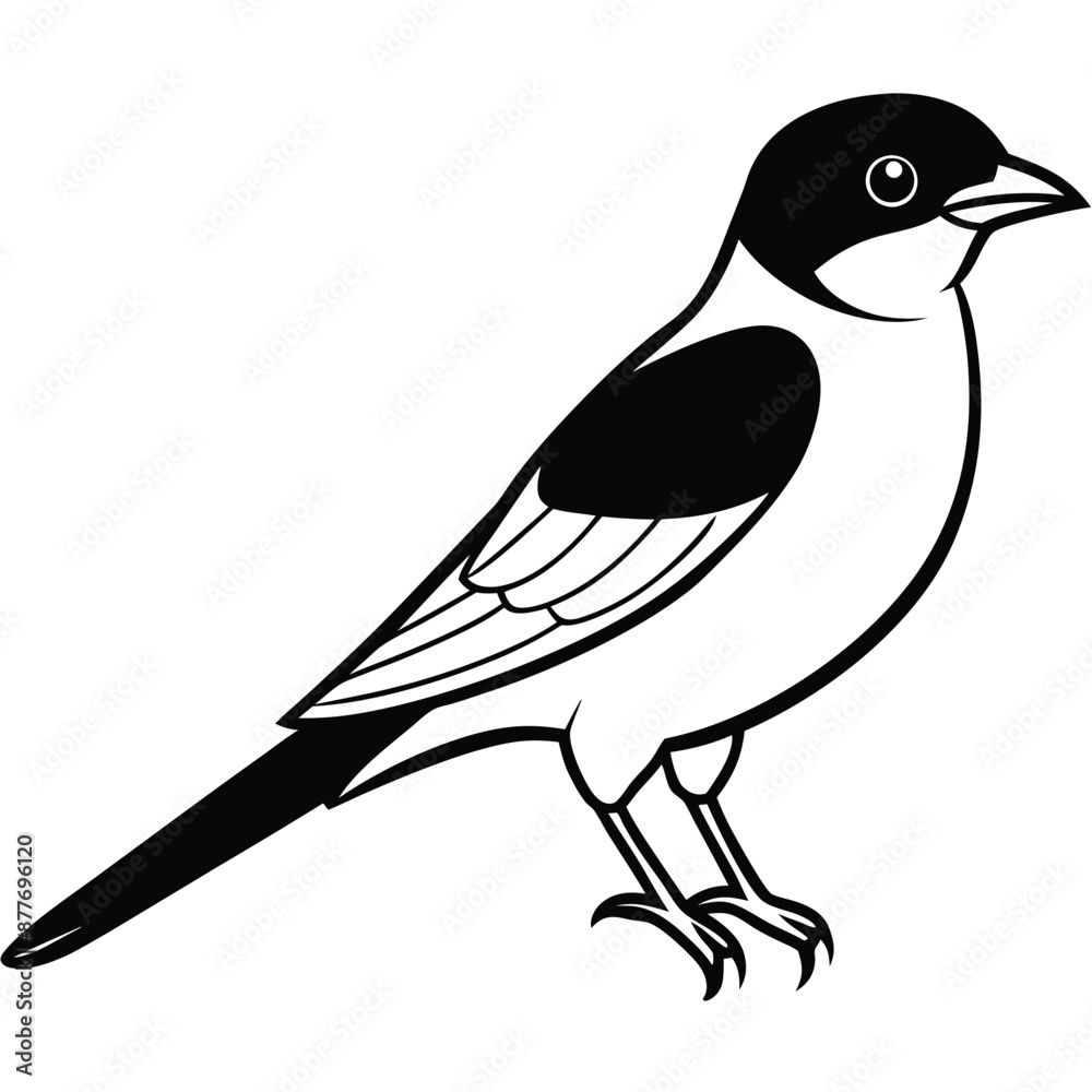 Obraz premium Solid color Eastern Kingbird animal vector design