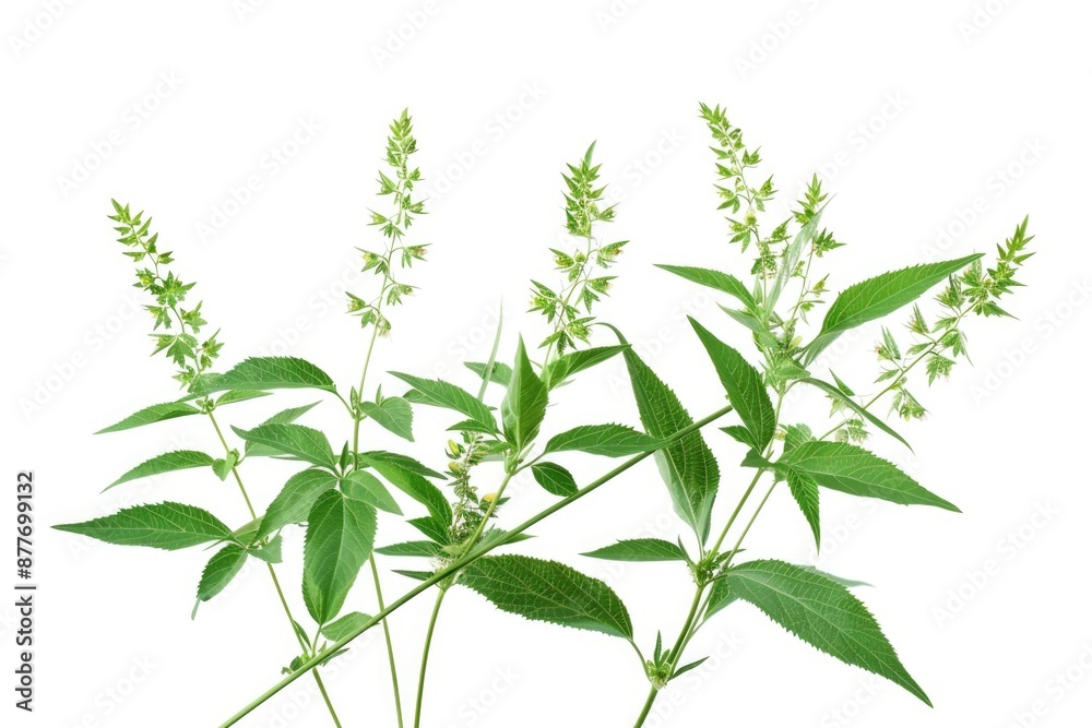 Fototapeta premium A close-up image of a plant with green leaves, great for botanical or nature-themed designs