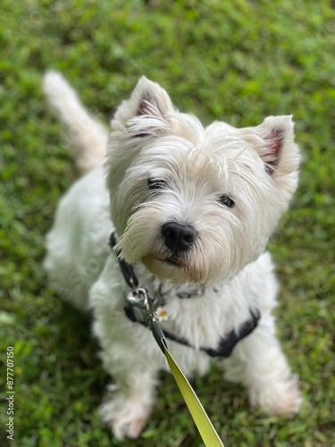 west highland white terrier