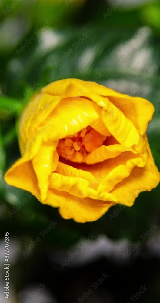 Vertical time lapse of a blooming hibiscus flower. Hibiscus flower blooms. The bud opens and blooms into a large orange yellow flower. Detailed macro time lapse of a blooming summer flower. Hibiscus Vertical time lapse of a blooming hibiscus flower. Hibiscus flower blooms. The bud opens and blooms into a large orange yellow flower. Detailed macro time lapse of a blooming summer flower. Hibiscus