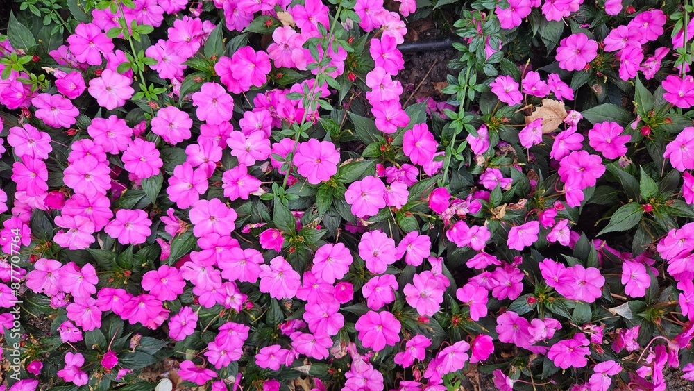 Fototapeta premium Vigorous Lavender Impatiens x hybrida vivid lilac flowers plant