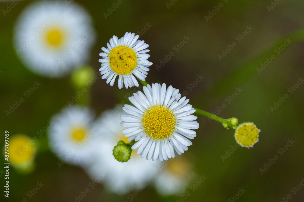 Obraz premium White flower.