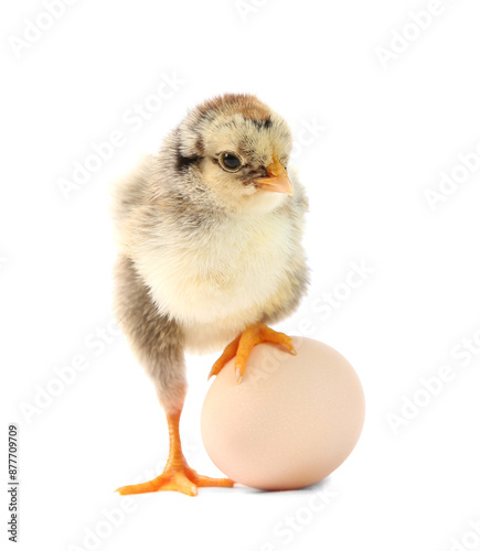 Cute chick and egg isolated on white. Baby animal © New Africa