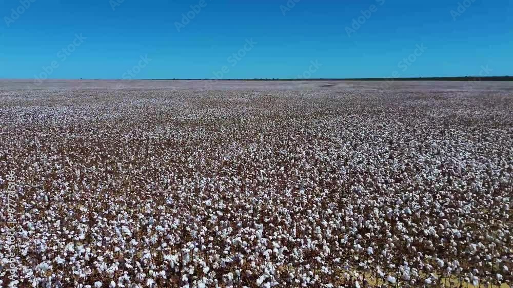 Plantio de Algodão