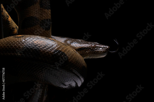 Close-up shot of an green anaconda