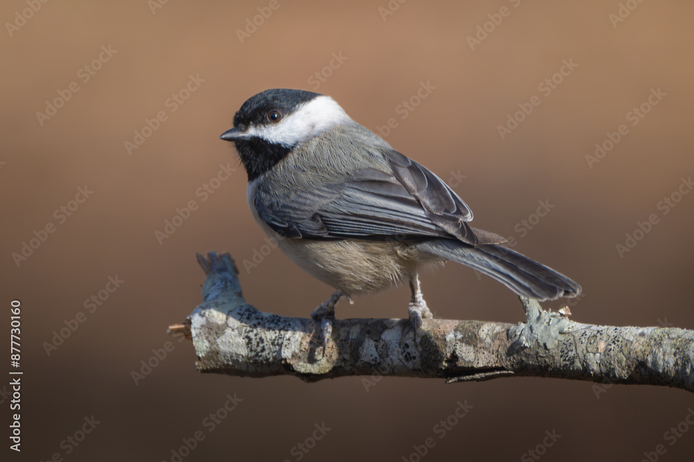Naklejka premium Carolina Chickadee 2