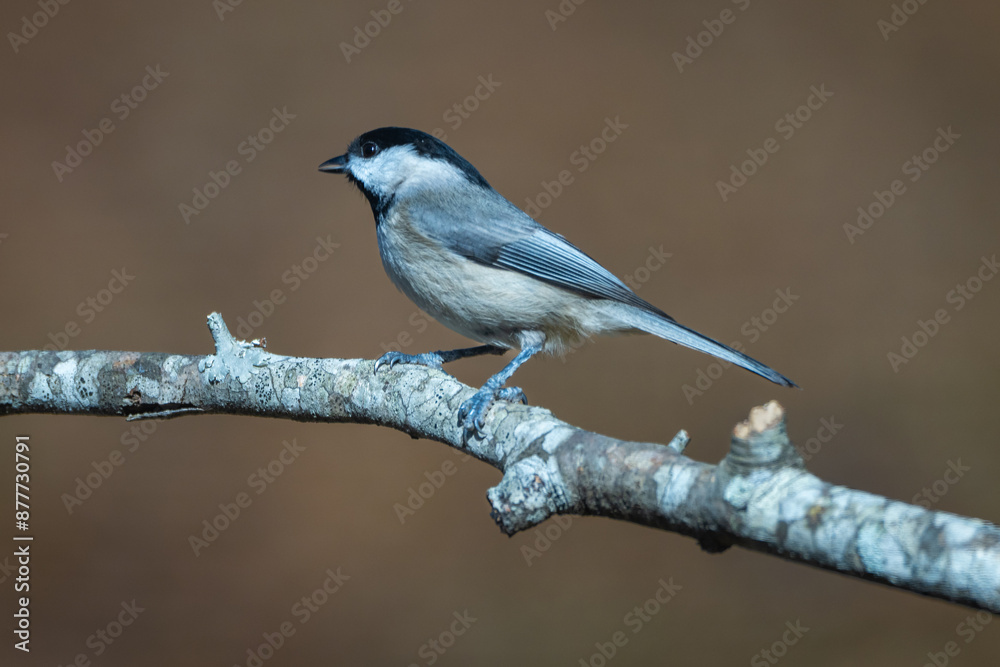 Obraz premium Carolina Chickadee 1