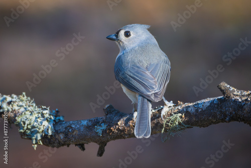 Canvas Print Tufted Titmouse 2