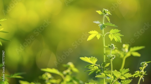 Close Up Of Green Plant Growing In Sunlight During Summer © Andrii