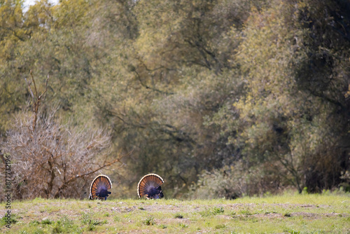 Wild Turkey Landscape 1 photo