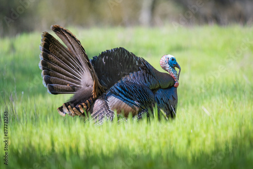 Φωτογραφία Wild Turkey 4