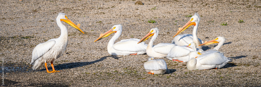 American White Pelican, A American White Pelican, A