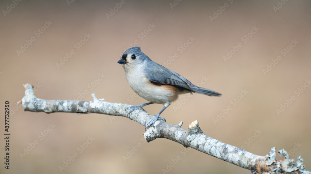 Obraz premium Tufted Titmouse 1