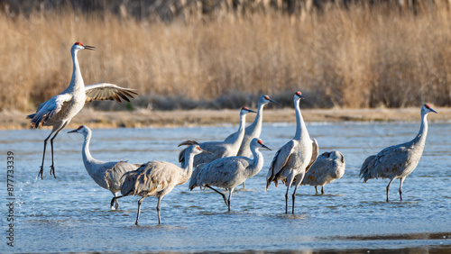 Naklejka Sand Hill Cranes 13