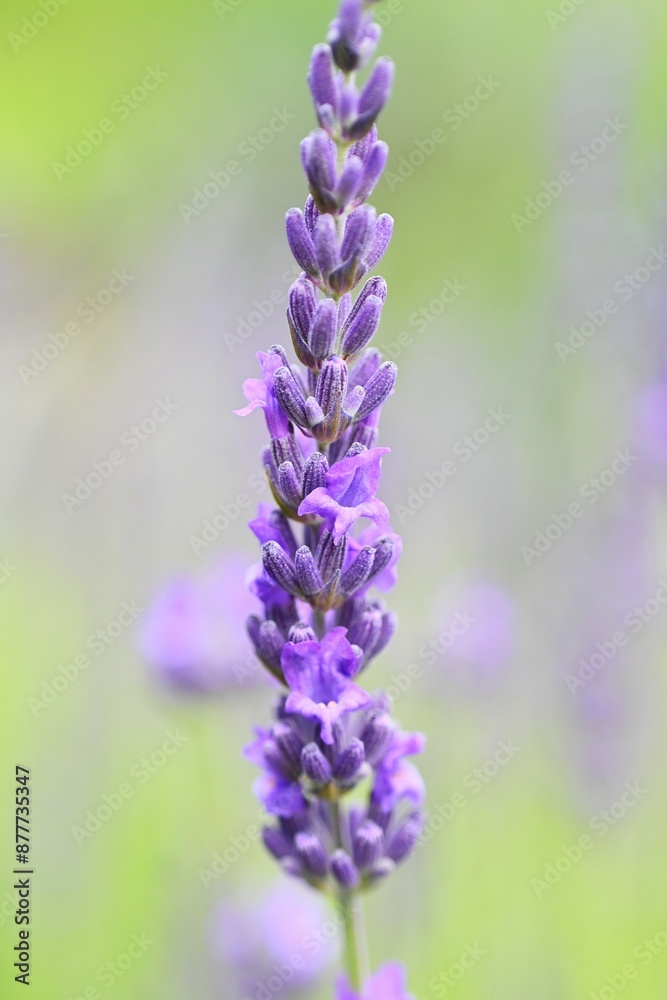 Fototapeta premium Lavender (Lavandula × Intermedia) 'Grosso' flowers. Lamiaceae perennial herb. Fragrant pale purple flowers bloom in summer and are valued as an aromatic plant.