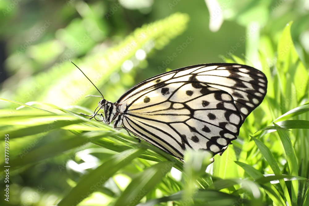 Beautiful rice paper butterfly on green plant in garden Beautiful rice paper butterfly on green plant in garden