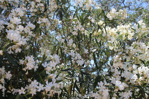 White Flowers