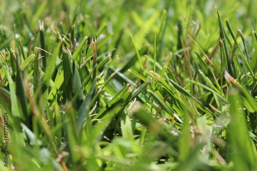 Grass in the sun