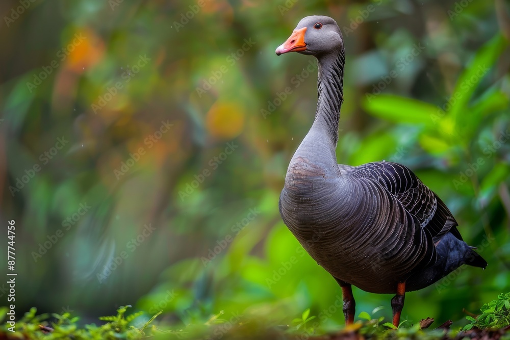 Obraz premium Full body view of Blue Goose in natural habitat, full body shot, full body View