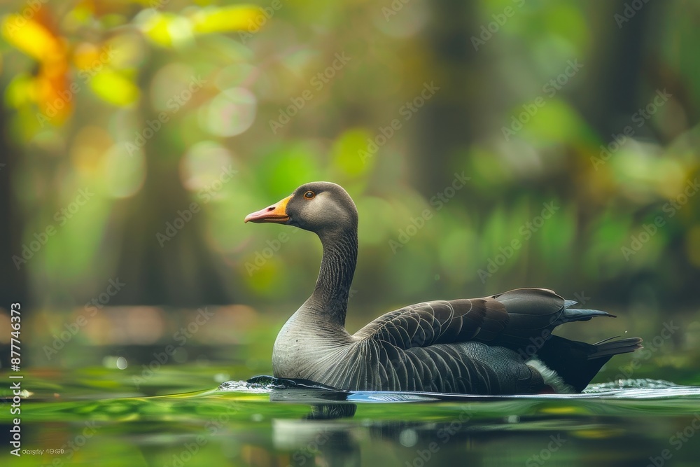 Full body view of Taiga Bean Goose swimming in lake natural habitat, full body shot, full body View