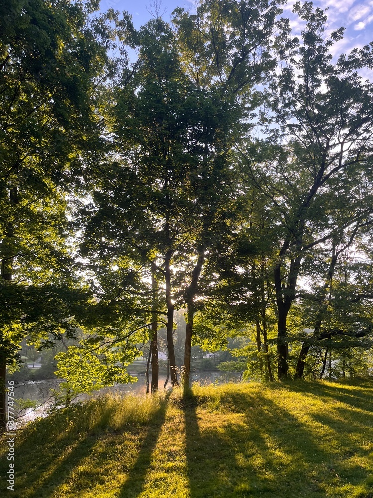 Fototapeta premium Green trees
