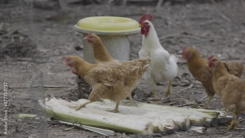 Broiler Chicken living on on the farmyard on the rural chicken free range farm.