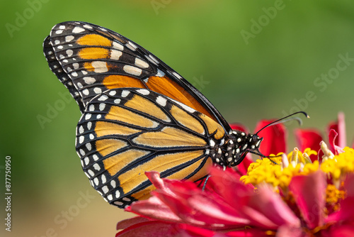 Close-up of Monarch Butterfly on Pink Zinnia