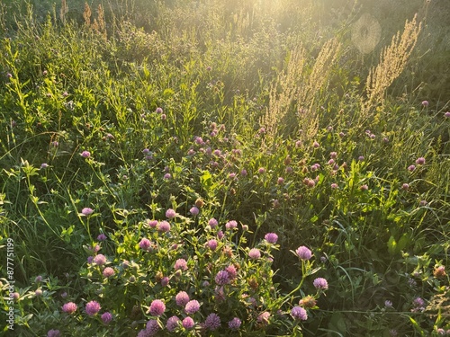 plant at morning photo