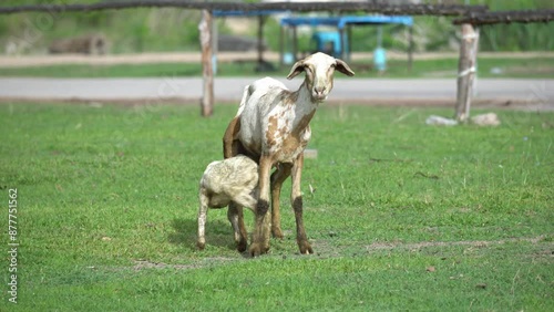 Young lamb drinking milk from udder of mother sheep on organic farm in Thailand. photo