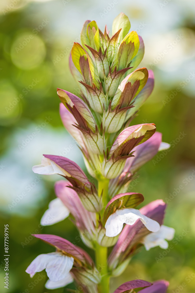 Fototapeta premium Wahrer Bärenklau