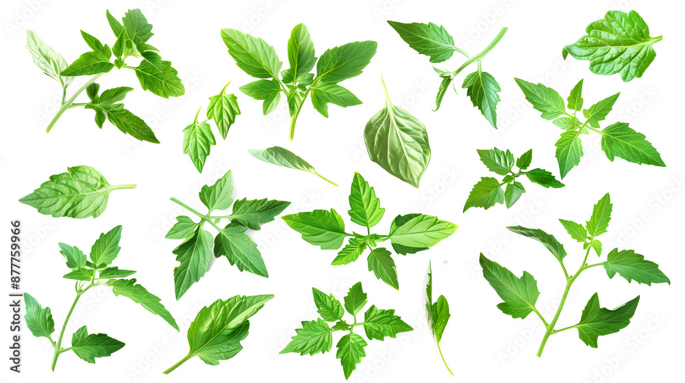 Leaves tomato collection. Fresh organic tomato leaf isolated on white background. Tomato leaves set