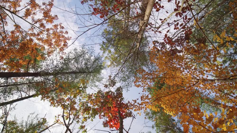 Look up at autumn woodland. Rotation view from below at orange and yellow autumn tree branches. Autumn forest at golden hour evening. Drying leaves at fall trees branches and blue sky background. Look up at autumn woodland. Rotation view from below at orange and yellow autumn tree branches. Autumn forest at golden hour evening. Drying leaves at fall trees branches and blue sky background.