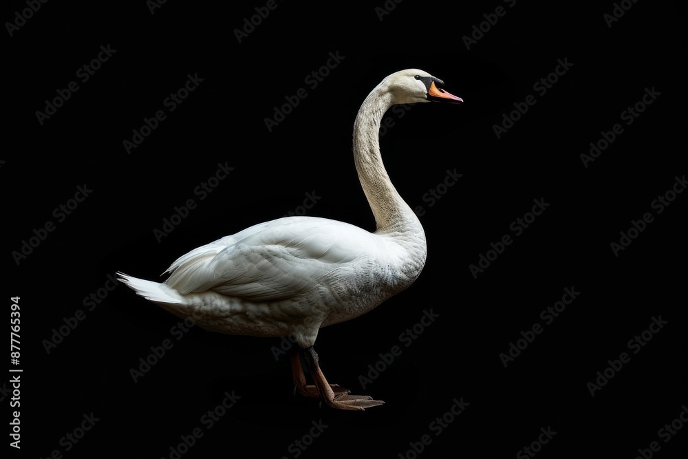 Obraz premium Mystic portrait of Whistling Swan, full body view, isolated on black background