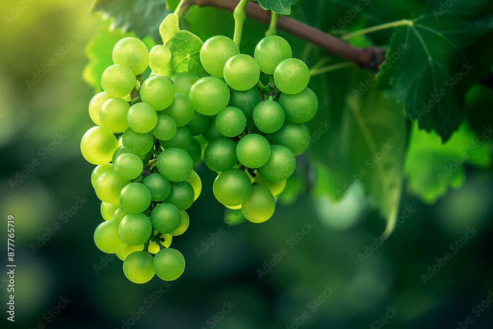 green grapes on tree in grape orchard, grape farm at harvest season green grapes on tree in grape orchard, grape farm at harvest season