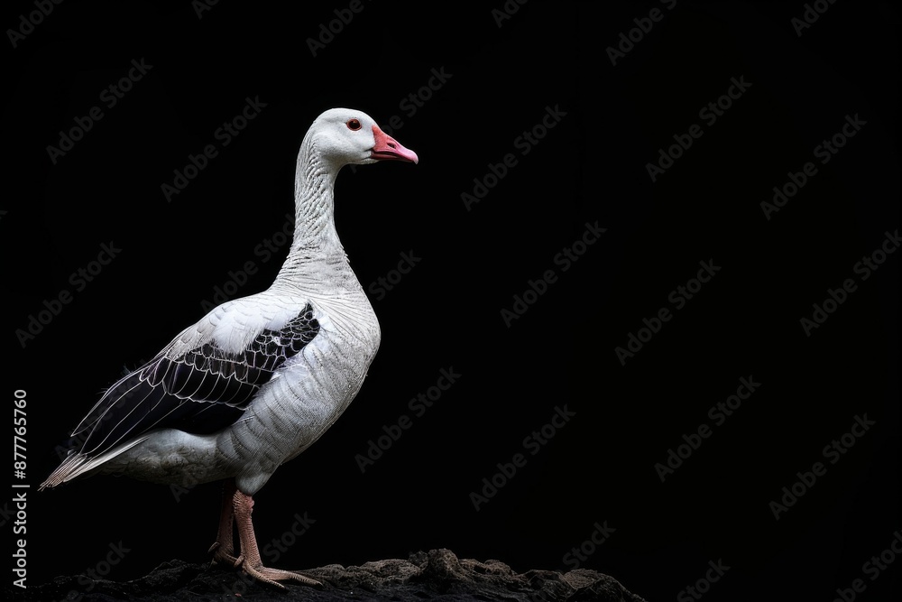 the beside view Andean Goose, left side view, white copy space on right, isolated on black background the beside view Andean Goose, left side view, white copy space on right, isolated on black background
