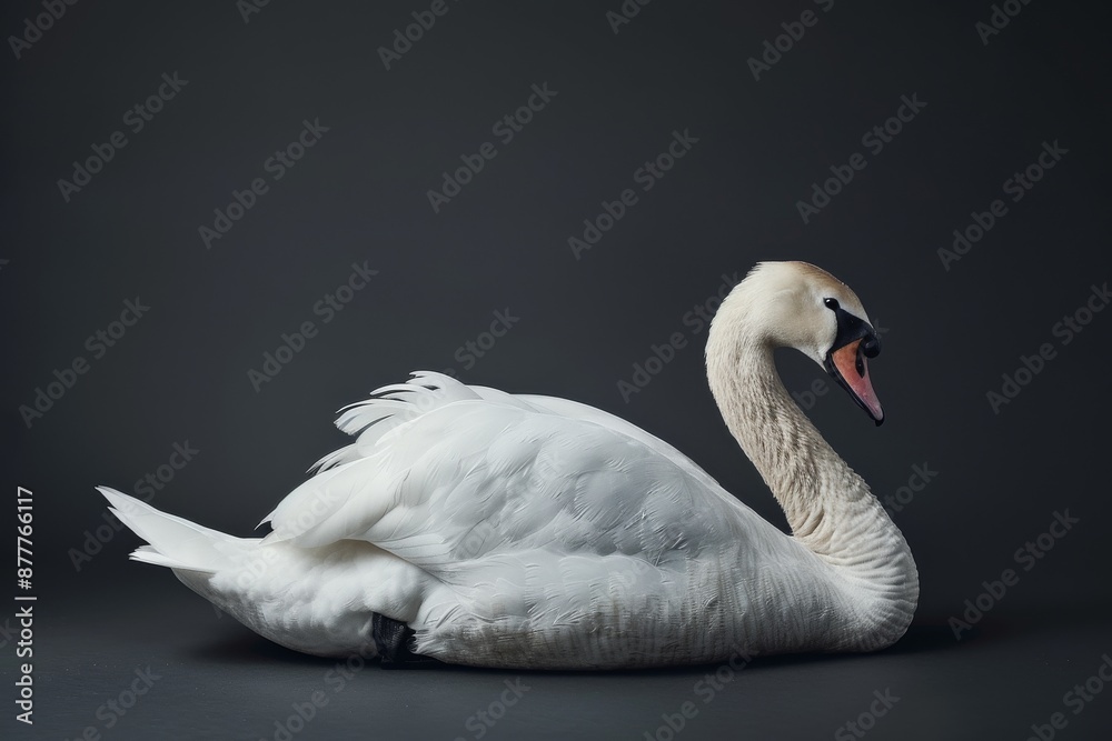 Naklejka premium the beside view Coscoroba Swan, left side view, white copy space on right, isolated on black background