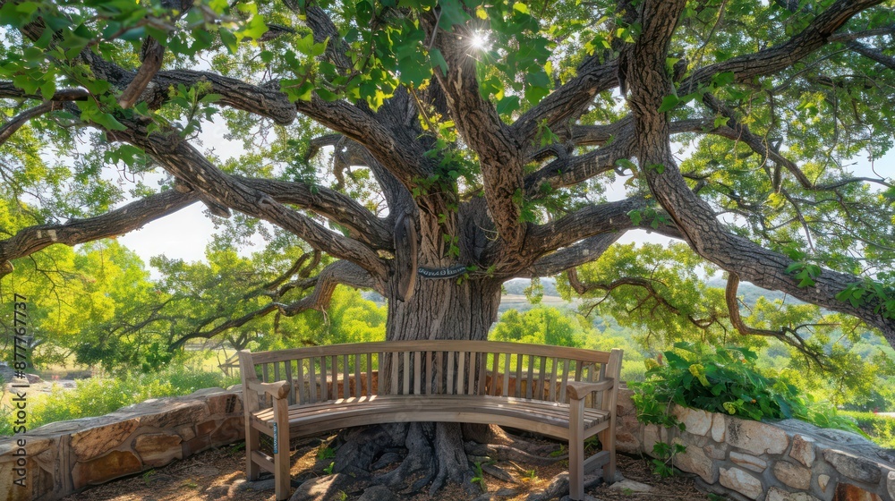 Fototapeta premium craftsman-style tree bench encircling a large oak, made from teak wood with a fine finish