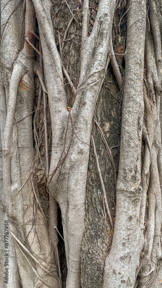 Strangler fig vines creep up a tree trunk in a vertical nature portrait in the outdoors of Cambodia Strangler fig vines creep up a tree trunk in a vertical nature portrait in the outdoors of Cambodia
